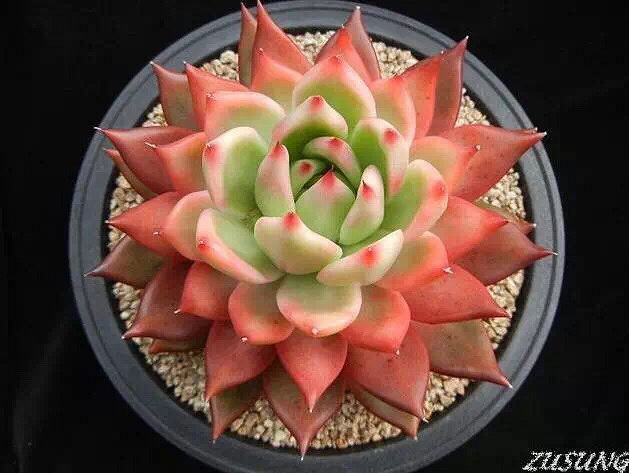 ��Ư����������ӵ�а�