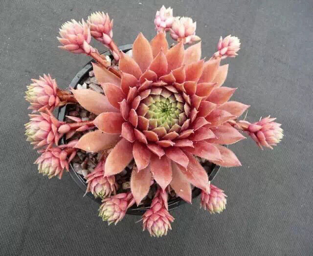 ��Ư����������ӵ�а�