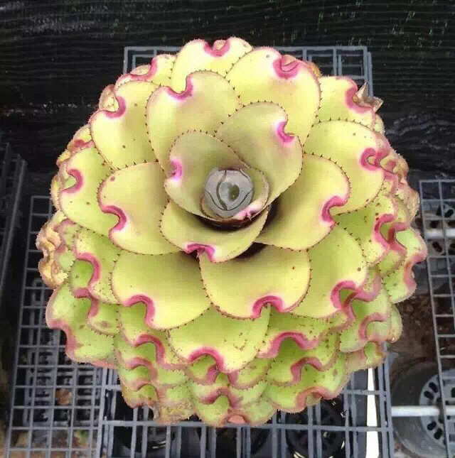 ��Ư����������ӵ�а�