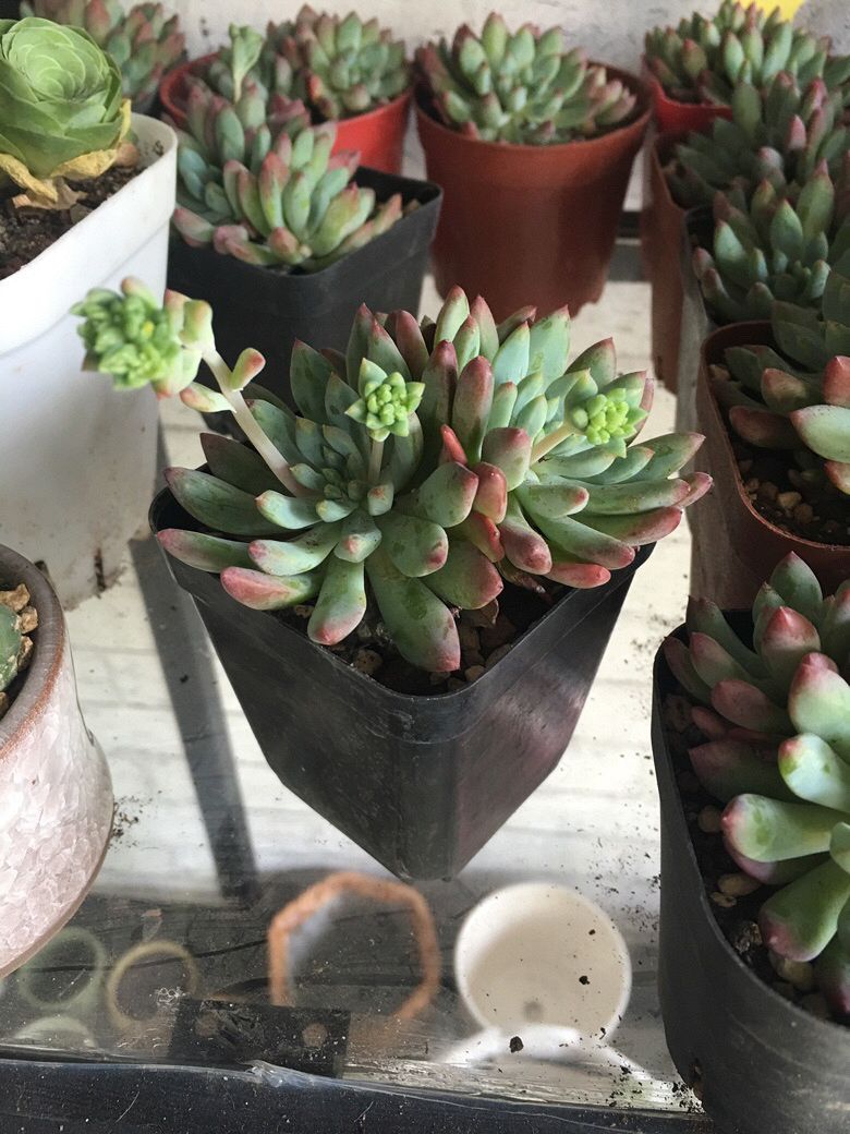 ÿ��һ������