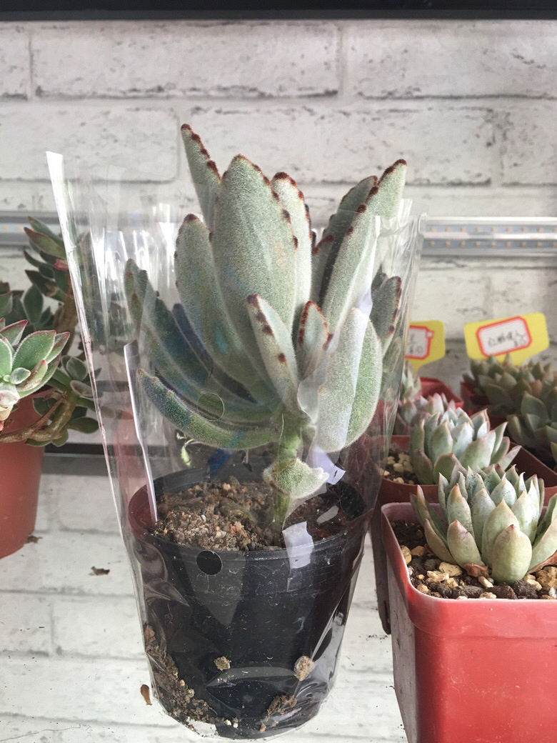 ÿ��һ������