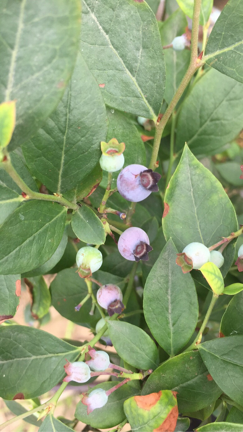 ���ǿ���ժ��ô