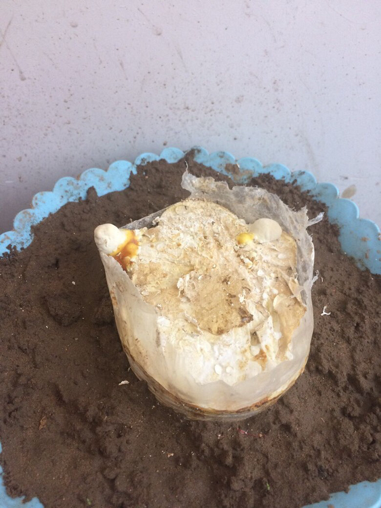 ����ֲ����֥һ��һ��ĳ�����