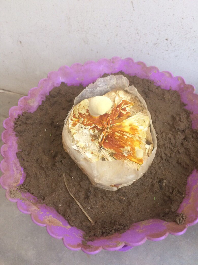 ����ֲ����֥һ��һ��ĳ�����