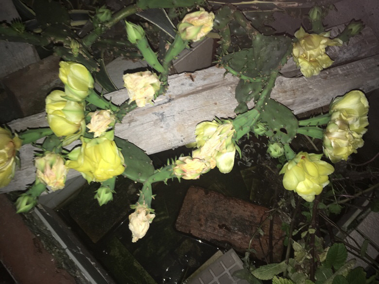 ����Ҳ��˲��