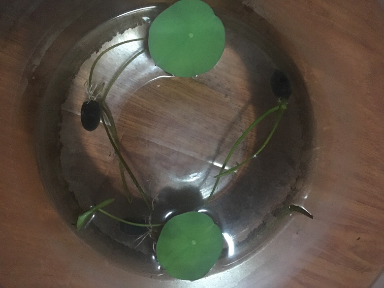 ��Ҷ��ô����ĻῪ����