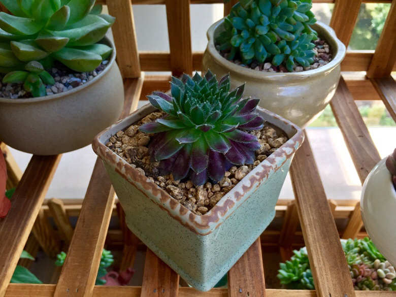 ɹ��������