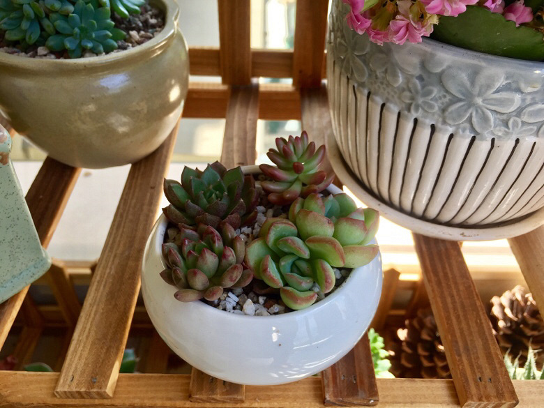 ɹ��������