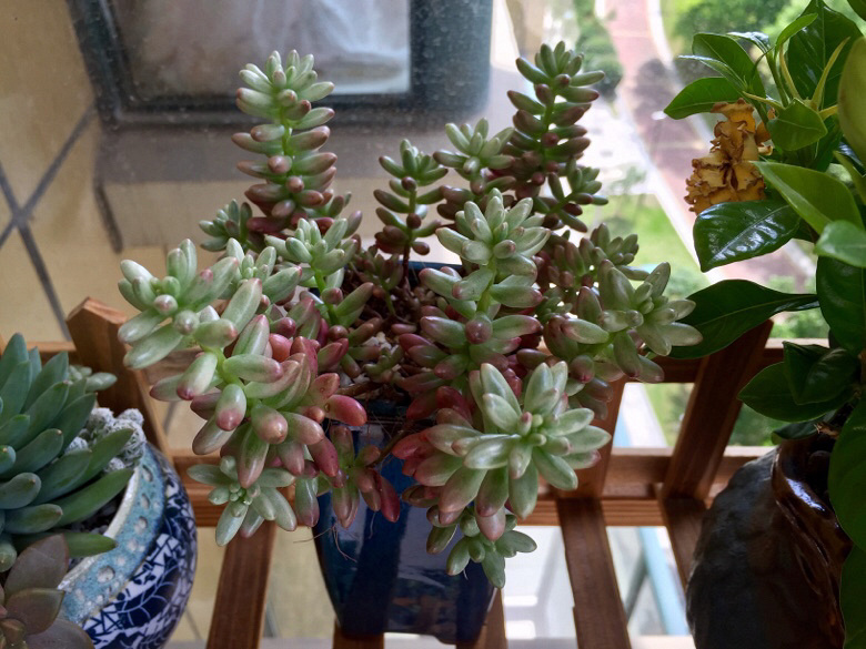 ɹ��������