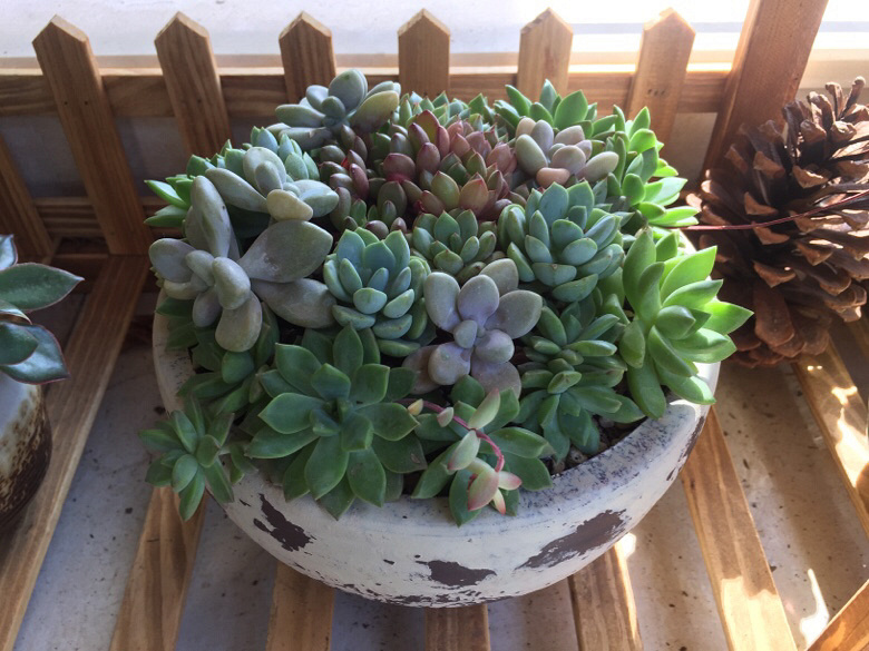 ɹ��������