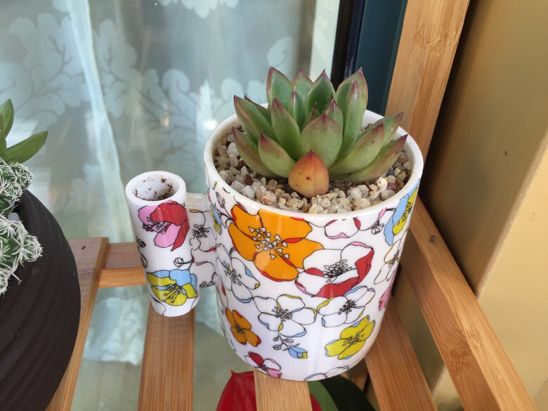 ɹ��������