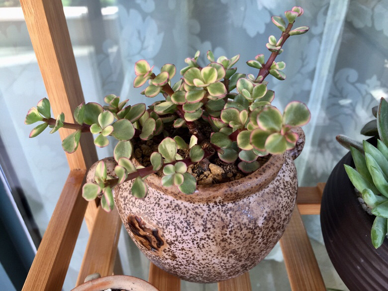 ɹ��������