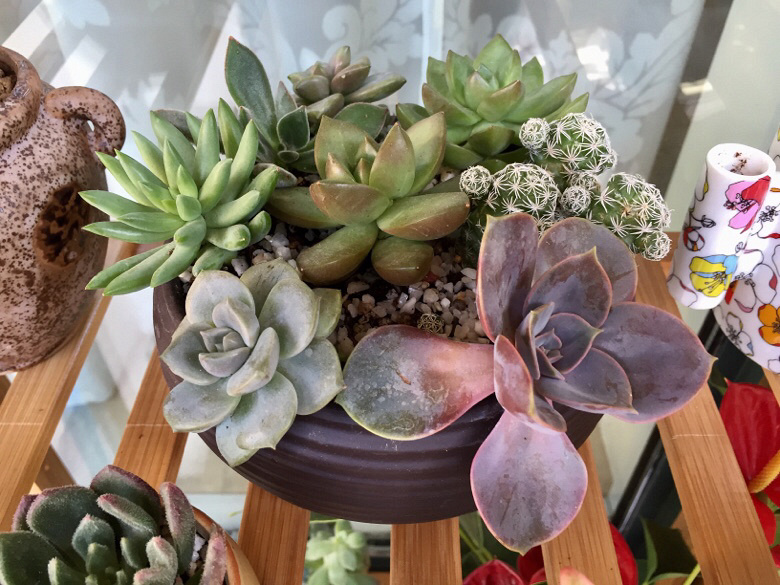 ɹ��������