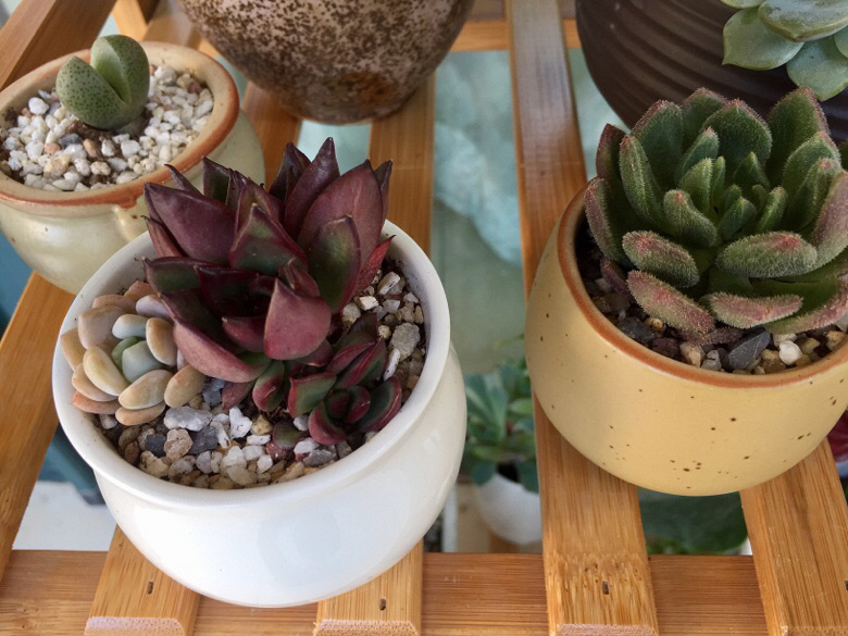 ɹ��������