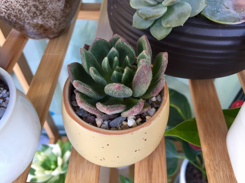 ɹ��������