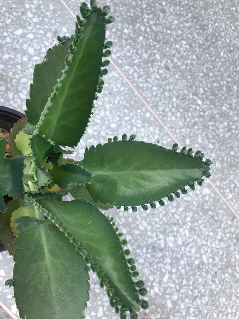 �ö�С�ģ�Ҫ�Ļ�����������С��