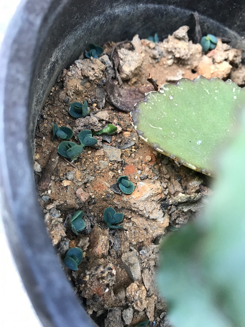 �ö�С�ģ�Ҫ�Ļ�����������С��