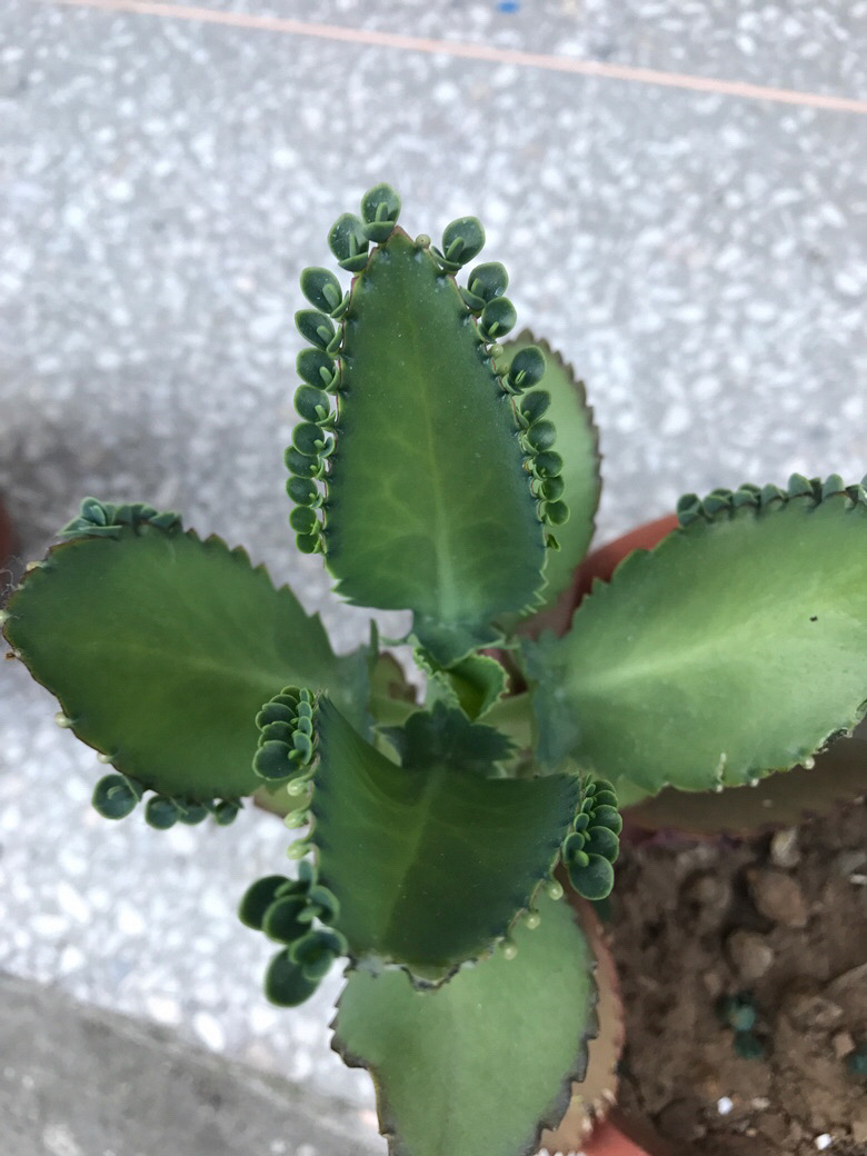 �ö�С�ģ�Ҫ�Ļ�����������С��