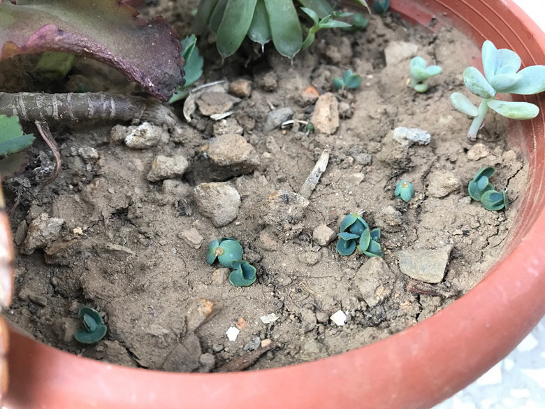 �ö�С�ģ�Ҫ�Ļ�����������С��