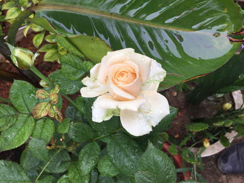 ���Ϸ��־�ϲ��