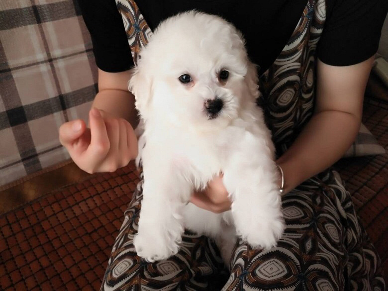 ����������̩��ѩ�����ë