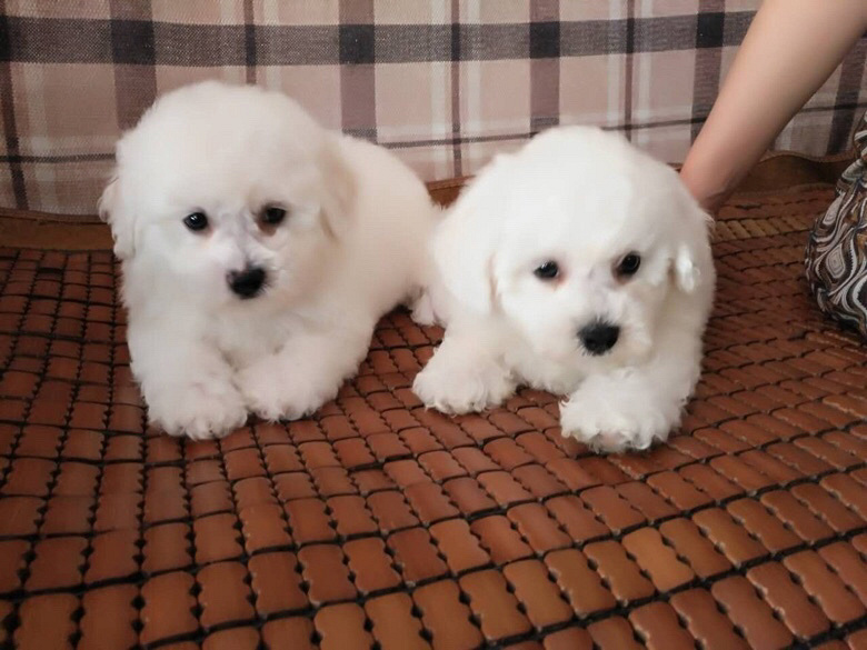 ����������̩��ѩ�����ë