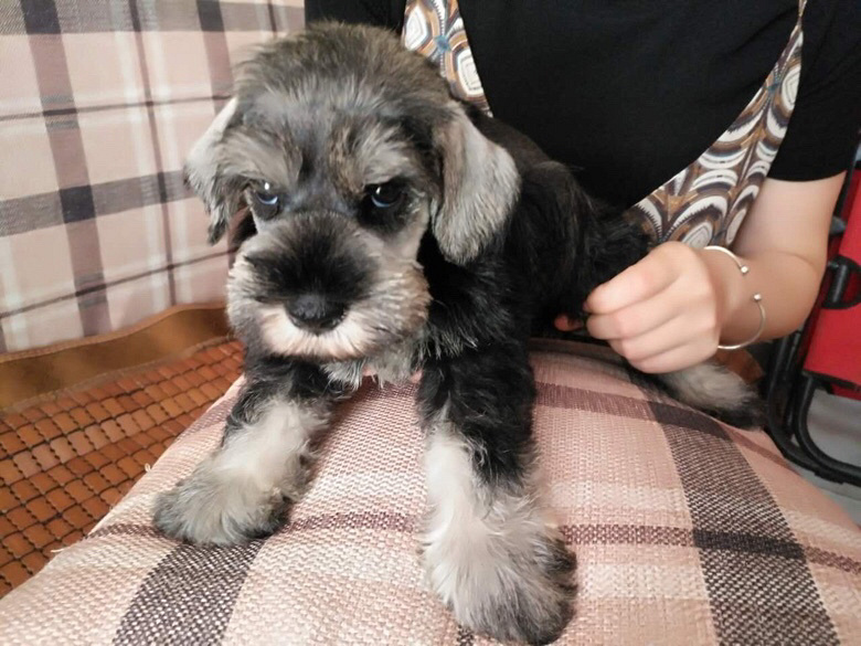 ����������̩��ѩ�����ë