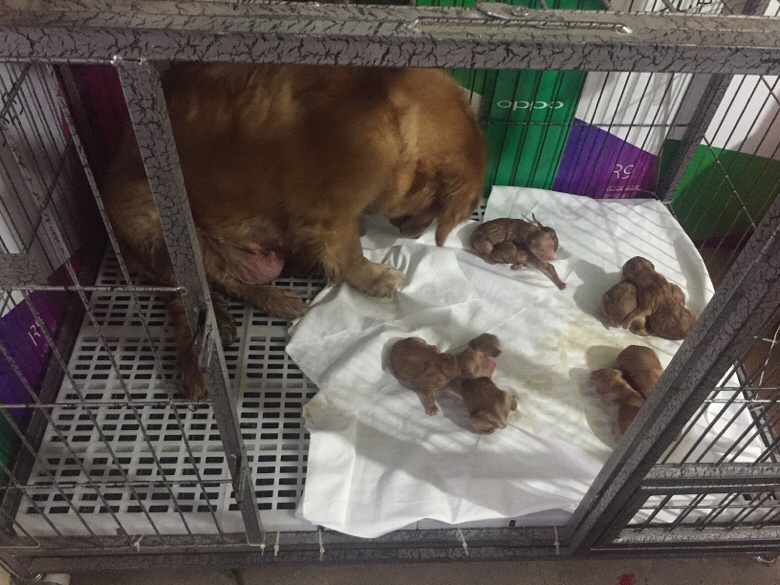 ����������̩��ѩ�����ë