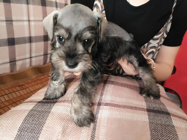 ��������ëѩ����̩�ϱ��ܳ�����