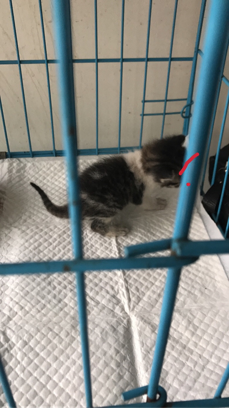 С��è��������è��·�ţ���ϵ�绰��189