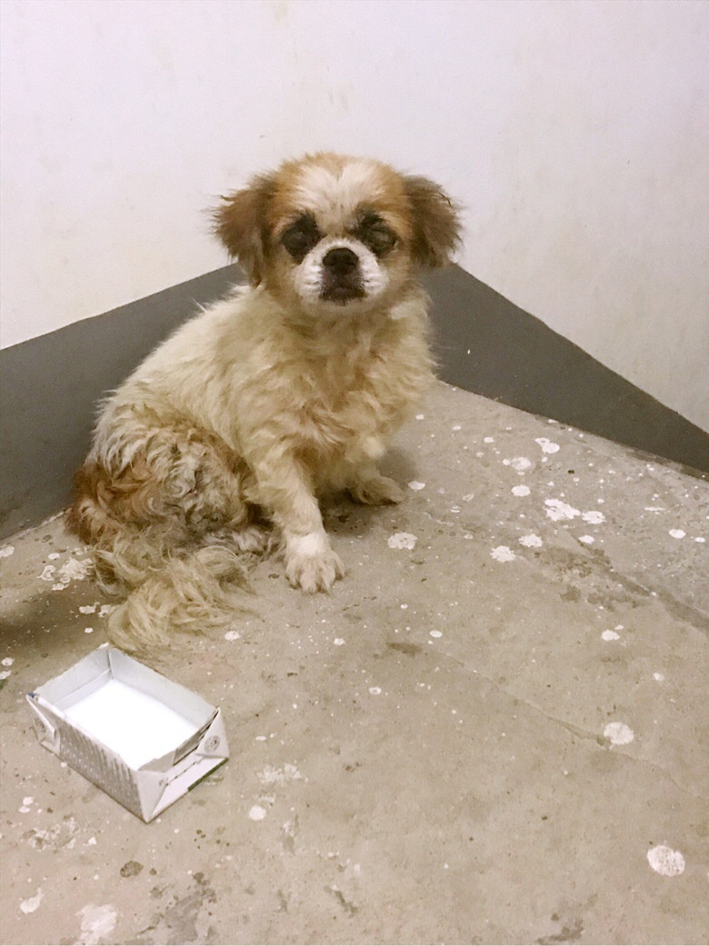 �񵽹���һֻ��ϣ������������