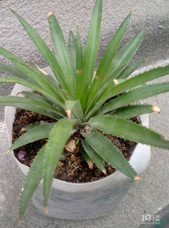 菠萝叶可以培养出菠萝