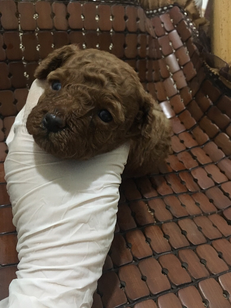 ���ۼ���̩�Ϲ���������600Ԫ����Ŷ