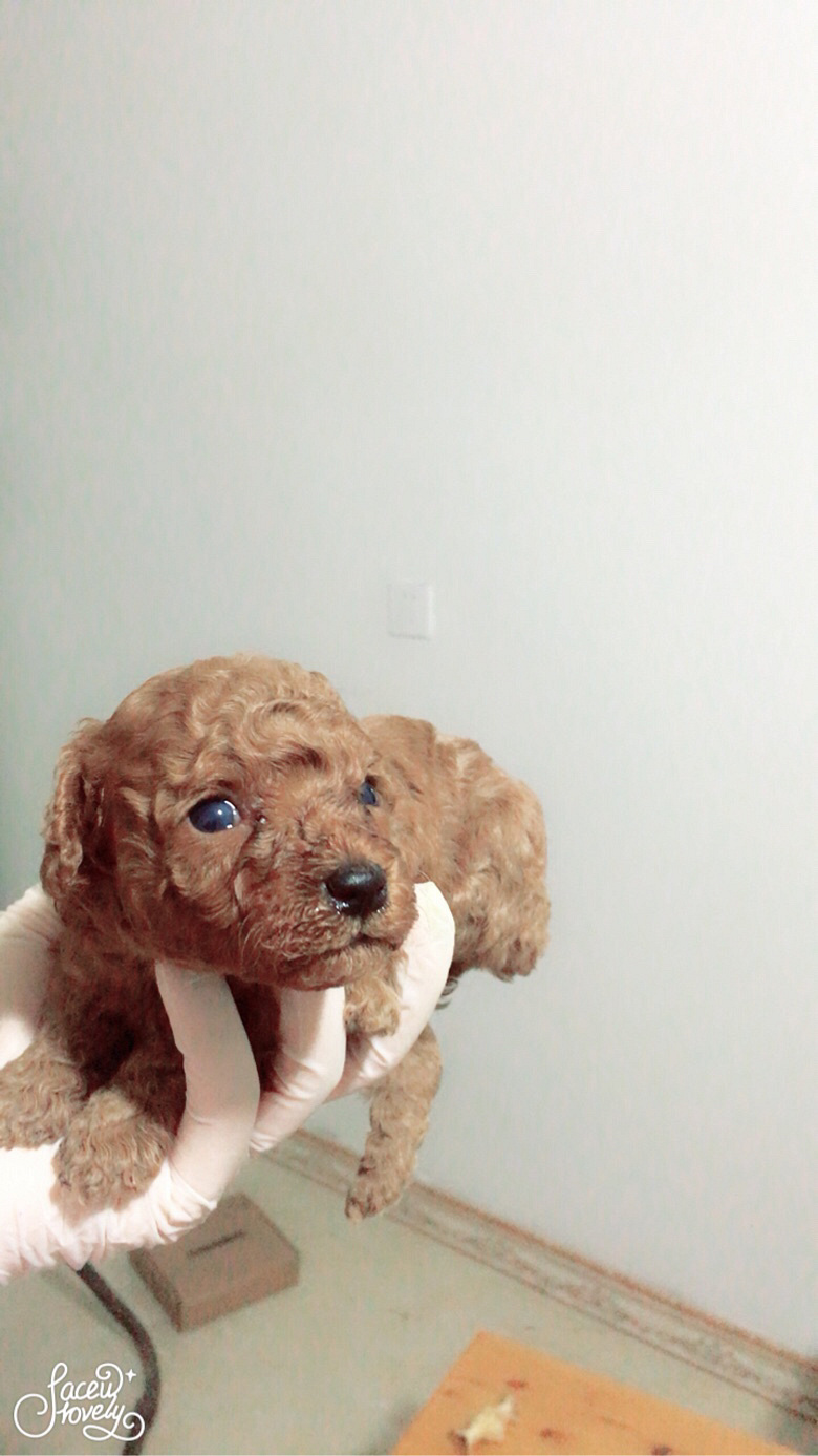 ���ۼ���̩�Ϲ���������600Ԫ����Ŷ