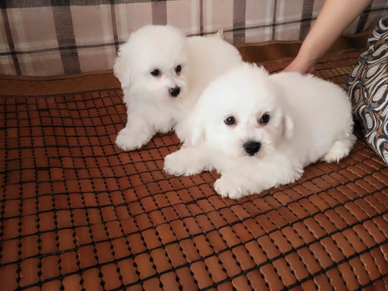 ����������ѩ�����ë������