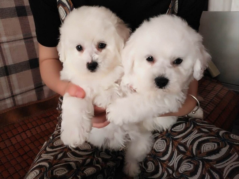 ����������ѩ�����ë������