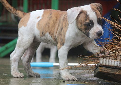 ��һ��Խ���Ǽ��ɰ�����ţ����~