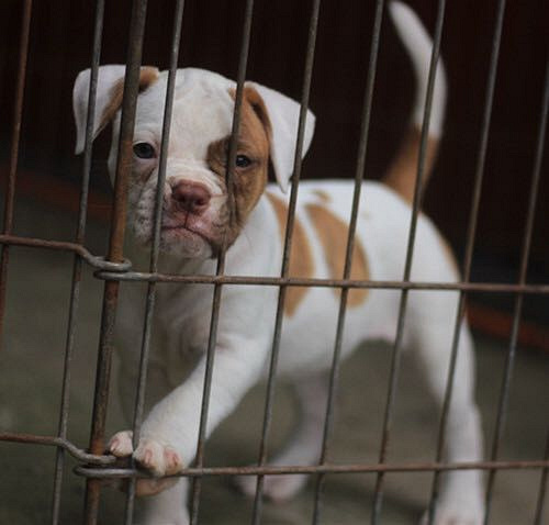 ��һ��Խ���Ǽ��ɰ�����ţ����~