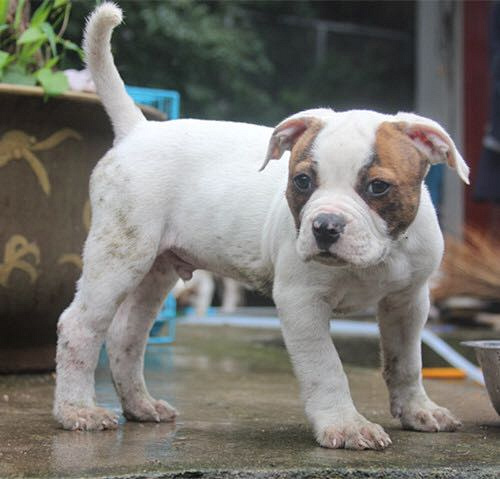 ��һ��Խ���Ǽ��ɰ�����ţ����~