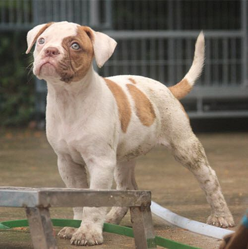 ��һ��Խ���Ǽ��ɰ�����ţ����~