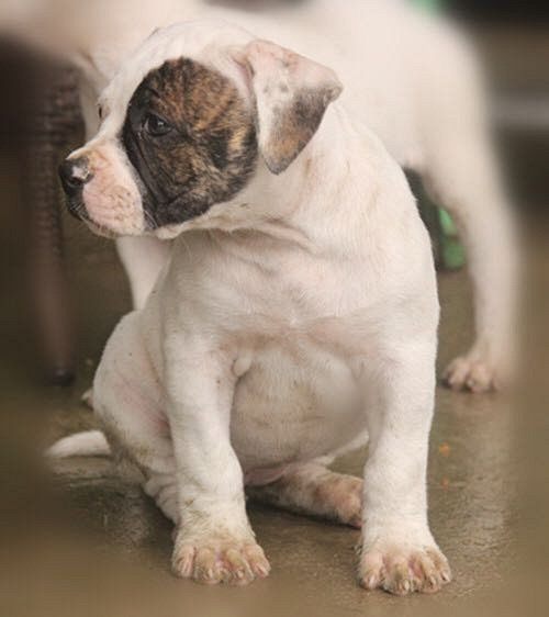 ��һ��Խ���Ǽ��ɰ�����ţ����~