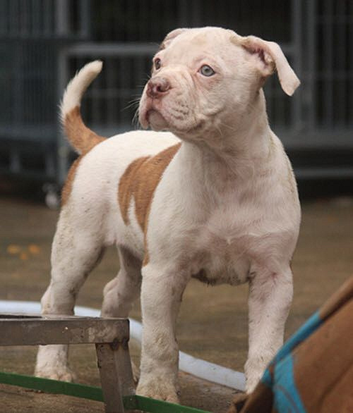 ��һ��Խ���Ǽ��ɰ�����ţ����~