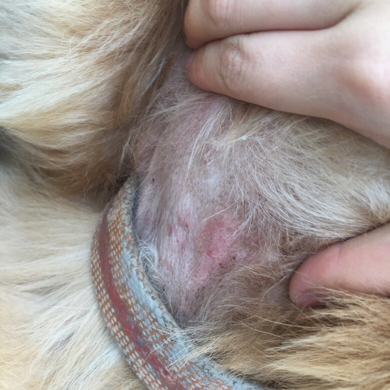 急求金毛皮肤病怎么治疗?