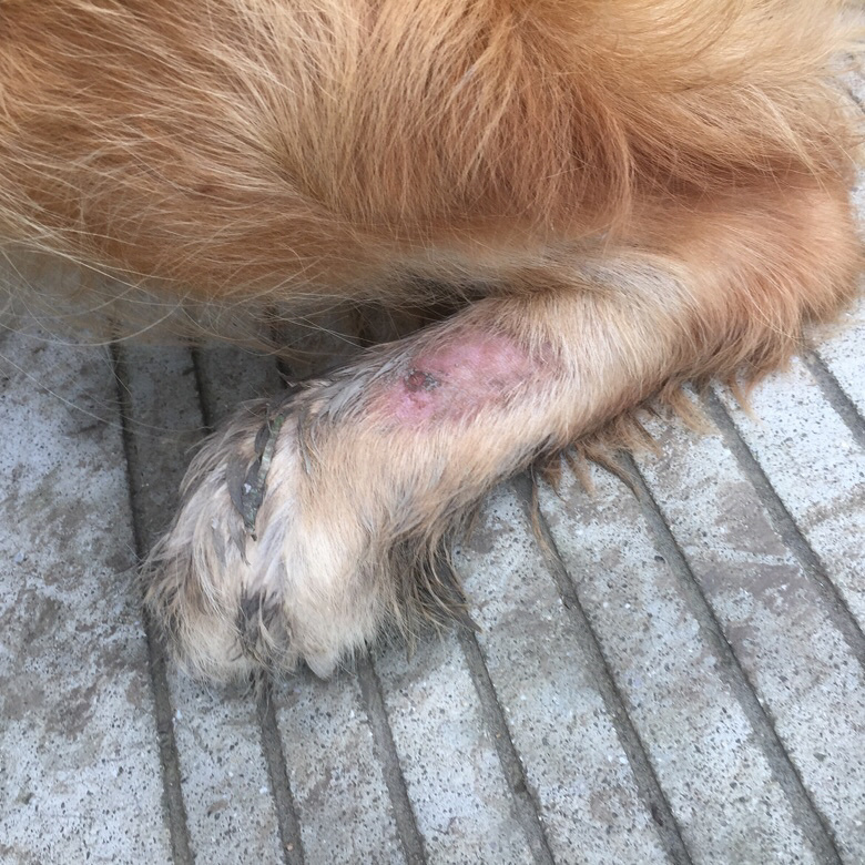 急求金毛皮肤病怎么治疗?