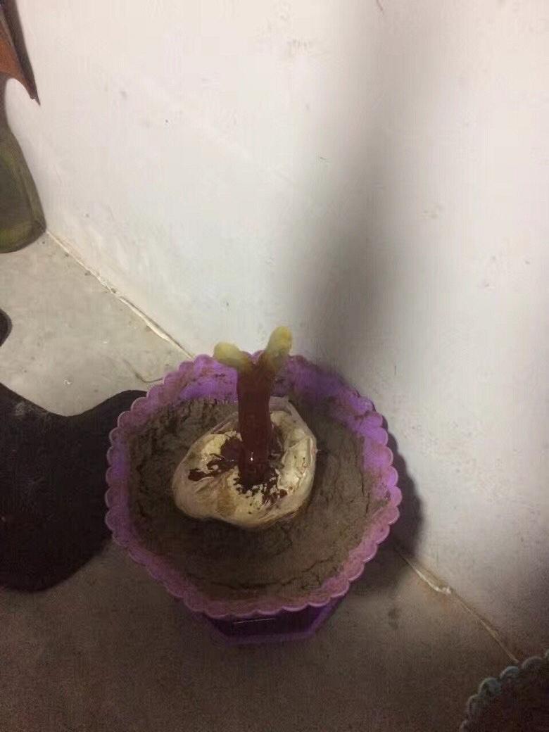 ��֥������