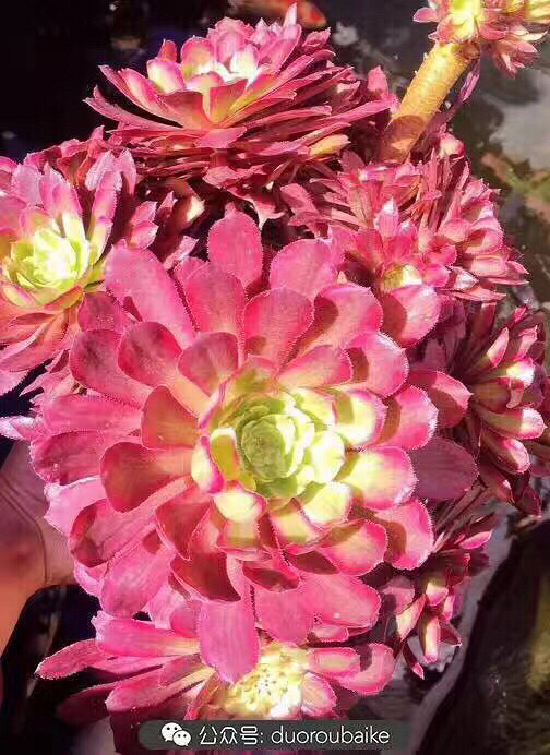 ��ʦ�Ķ����������