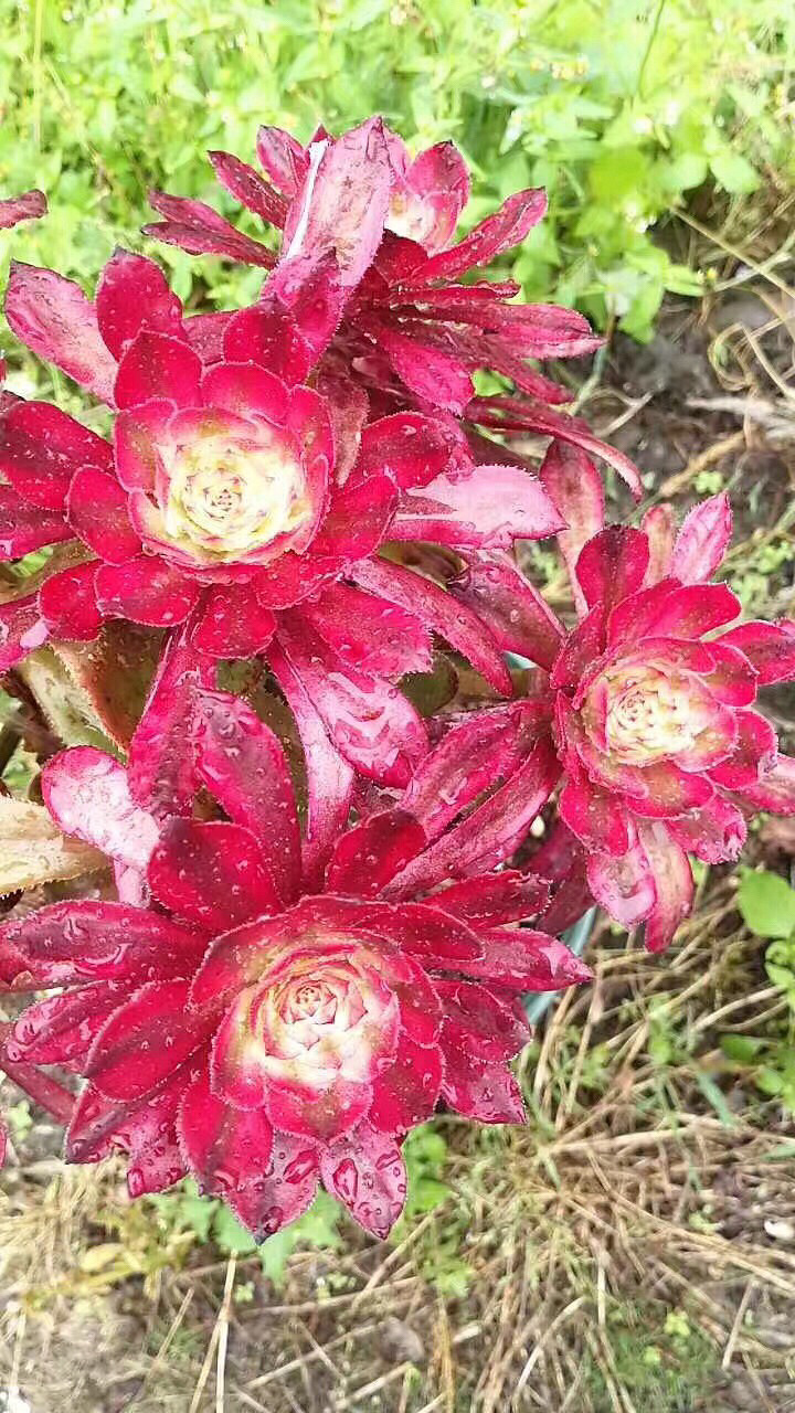 ��ʦ�Ķ����������