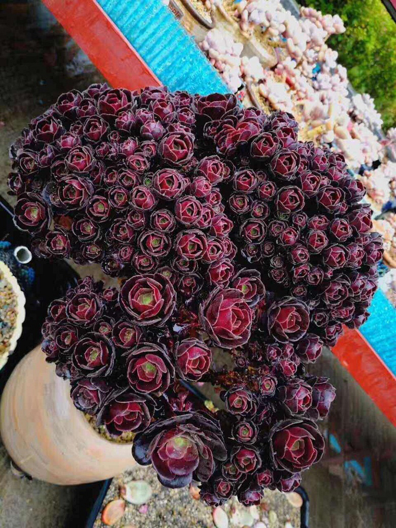 ��ʦ�Ķ����������