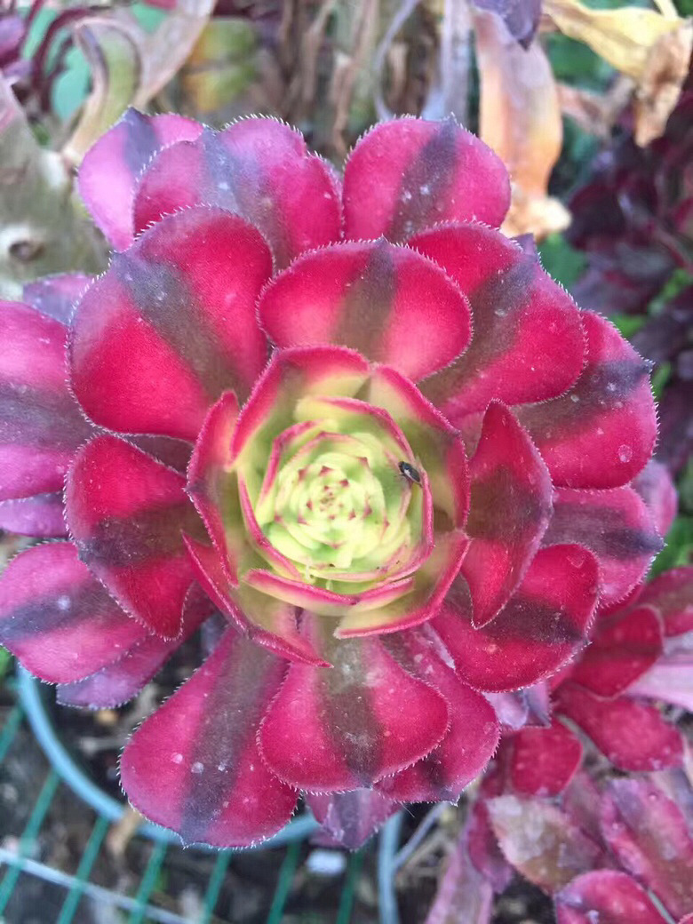 ��ʦ�Ķ����������