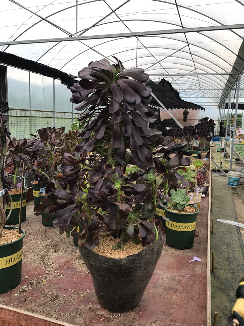 ��ʦ�Ķ����������